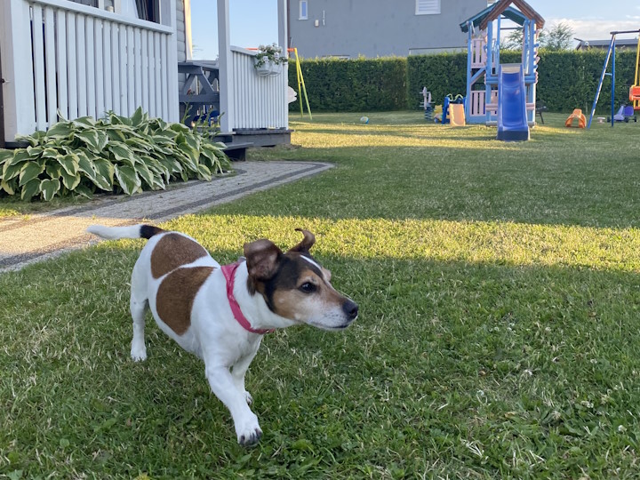 Garten für Hund und Kinder polnische Ostsee in Rewal, Ferienhaus Rewalia